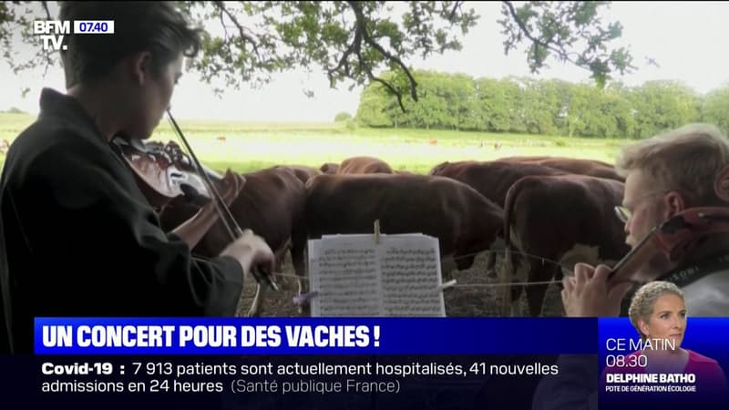 Au Danemark, des musiciens se produisent en concert pour des vaches