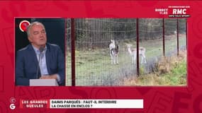 Daims parqués : faut-il interdire la chasse en enclos ? - 09/11
