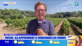 "C'est formidable": à Fréjus, des visiteurs apprennent à vendanger des vignes