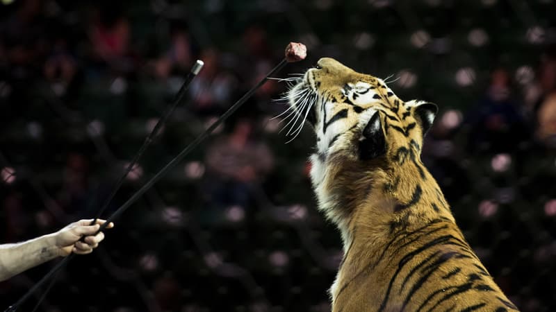 Un tigre entraîné avant une représentation du cirque Ringling Bros. and Barnum & Bailey Circus, le 14 avril 2017 à Fairfax aux Etats-Unis. (Photo d'illustration)