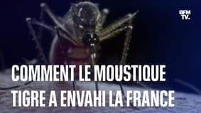 Comment le moustique tigre a envahi la France en vingt ans