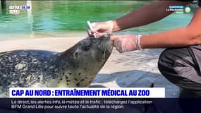 Cap au Nord: entraînement médical au zoo