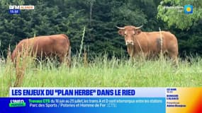 Valorisation des prairies, soutien aux agriculteurs... Les enjeux du "plan herbe" dans le Ried