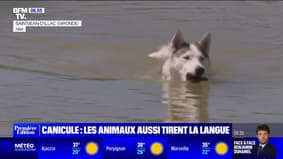 Canicule: comment protéger son animal de la chaleur?