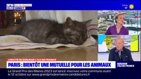 Mutuelle pour les animaux à Paris: la ville se fixe pour objectif "d'obtenir le tarif le plus bas"
