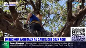 Nice: un nichoir à oiseaux au parc du Castel des Deux Rois