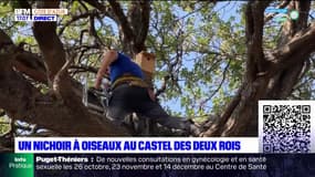 Nice: un nichoir à oiseaux au parc du Castel des Deux Rois