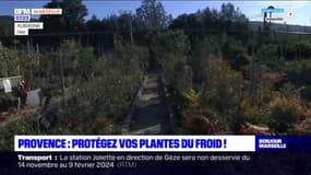 Bouches-du-Rhône: les bons gestes pour protéger ses plantes du froid
