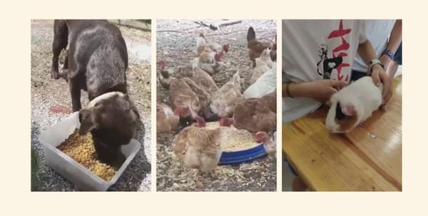 A labrador, chickens and a guinea pig: some survivors of the fires that took place in the Gironde.