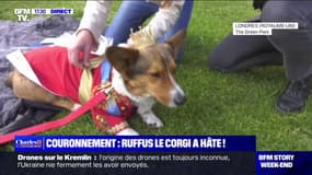 "Il y aura 80 à 100 corgis": Ruffus le corgi va participer à une parade de corgis pour célébrer le couronnement de Charles III