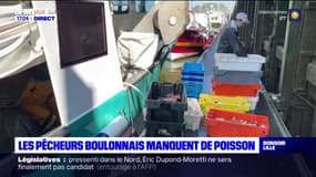 "On doit être à même pas un quart de ce que l'on doit pêcher d'habitude": les pêcheurs boulonnais manquent de poisson