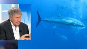 Le Dr Alain Ducardonnet se prononce sur les risques des poissons contaminés sur notre santé.