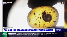 Colmar: un escargot de 100 millions d'années 