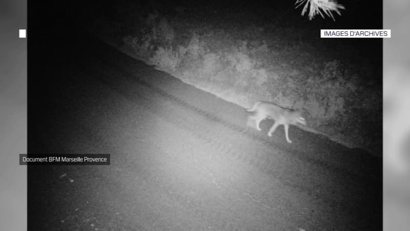 Bouches-du-Rhône: un loup retrouvé mort sur le bord d'une route entre Cassis et Carnoux