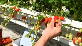 Premier producteur national avec 15.000 tonnes de fraises par an, dont la moitié de gariguette la variété phare, le Lot-et-Garonne est frappé de plein fouet par la crise du coronavirus.