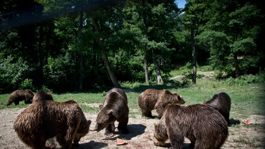 Le plus grand sanctuaire d’ours bruns au monde à Zărnești.