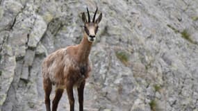 Un chamois dans les Alpes-Maritimes, le 28 juin 2015. (Photo d'illustration)