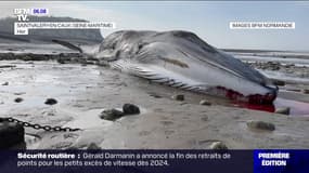 Seine-Maritime: une baleine échouée retrouvée morte sur la plage de Saint-Valery-en-Caux