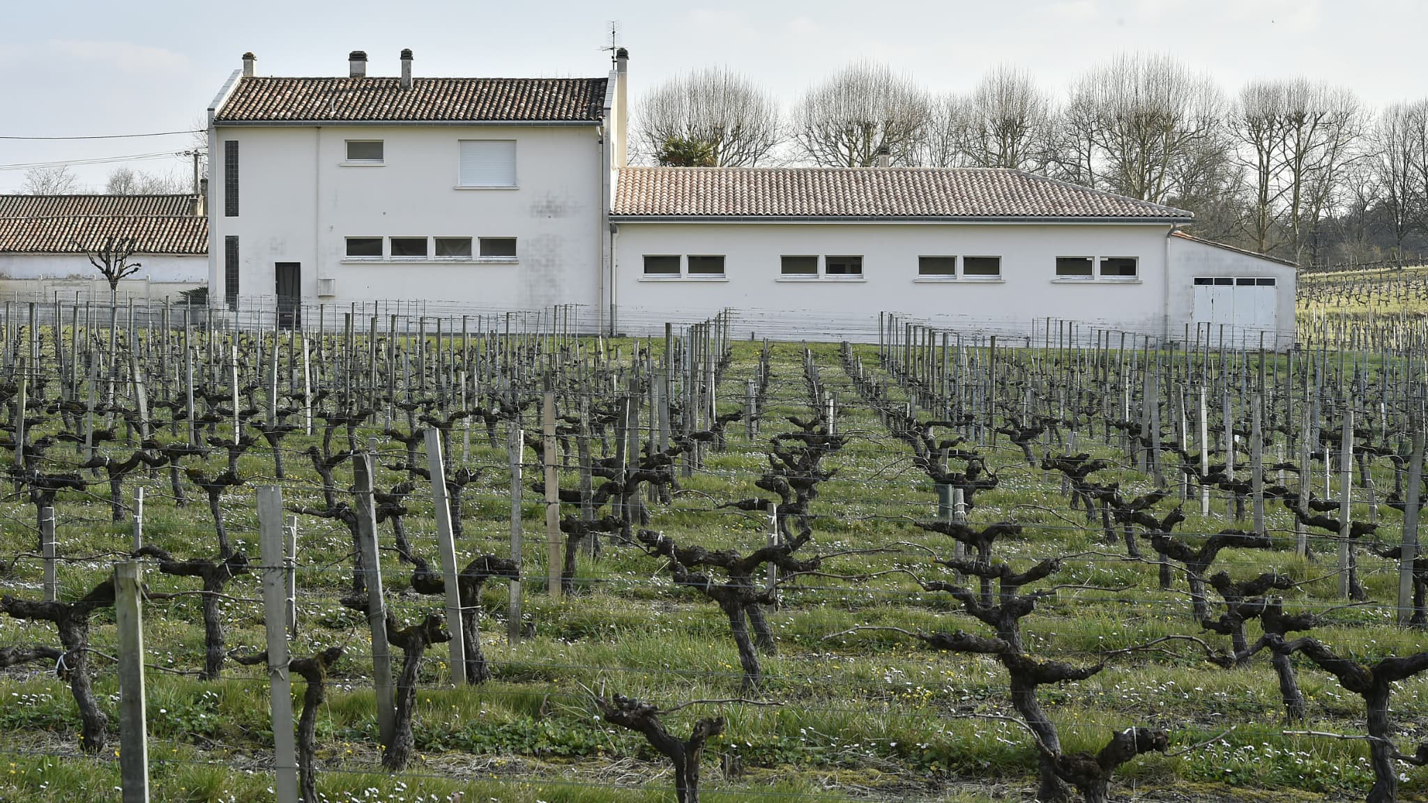 Un vignoble situé à côté de l'école primaire de Villeneuve, près de Bordeaux, le 23 mars 2016.