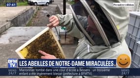 Les abeilles de Notre-Dame miraculées
