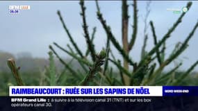 Nord: ruée sur les sapins de Noël à Raimbeaucourt