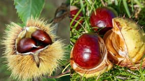 A gauches, des châtaignes. A gauche, des marrons dit "d'Inde".