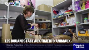 Douanes: ces petites mains qui luttent contre le trafic d'animaux 