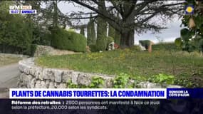 Saisie de cannabis à Tourrettes-sur-Loup: le suspect condamné à une peine d'emprisonnement