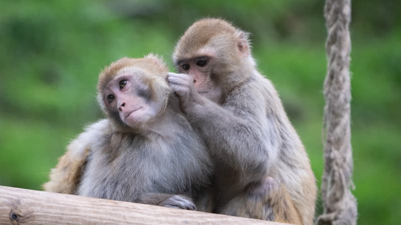 États-Unis: 43 singes s'échappent d'un laboratoire, la police à la recherche des animaux