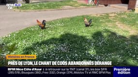 Près de Lyon, des coqs abandonnés dérangent le tranquillité des habitants