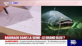 "Il ne va pas s'attaquer à un être humain": Bill François, biophysicien, décrit le rôle du silure dans la Seine 