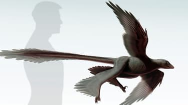 Une image du Changyuraptor yangi, un dinosaure à plumes d'1,30m.