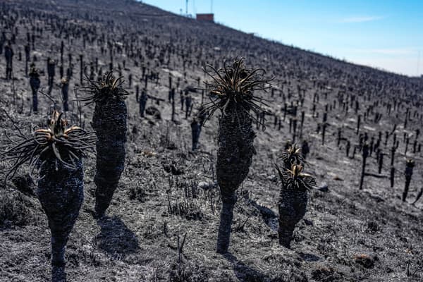 Des plants d'Espeletia brûlés sont visibles après un incendie de forêt au paramo de Berlin dans le département de Santander, en Colombie, le 25 janvier 2024. 