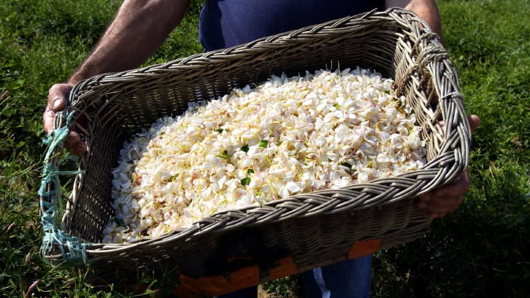 "POUR UN KILO DE JASMIN, IL FAUT CUEILLIR 10.000 FLEURS, À LA MAIN": COMMENT LA LUXUEUSE FLEUR DE GRASSE RÉSISTE MALGRÉ LES PÉNURIES DE MAIN D’ŒUVRE ET LA PRESSION FONCIÈRE