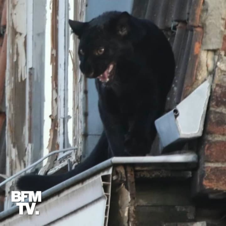 Quand Une Panthere Se Prend Pour Un Chat De Gouttiere A Armentieres