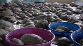  Au Texas, des milliers de tortues gelées s’échouent