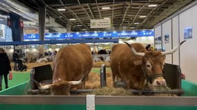 Sécheresse: l'angoisse des agriculteurs face à de potentielles nouvelles restrictions d'eau