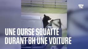 Une ourse passe la nuit dans une voiture et la laisse dans un piteux état dans le Montana