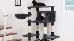Un arbre à chat de cette qualité à un prix si bas ? C'est quasiment donné
