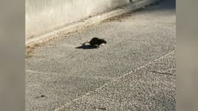 L'école des Lauriers à Marseille est envahie par les rats.