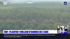 Hauts-de-France: un million d'arbres vont être plantés en trois ans