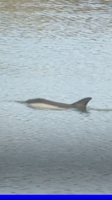 Bretagne: un dauphin se retrouve bloqué dans le port de Saint-Goustan