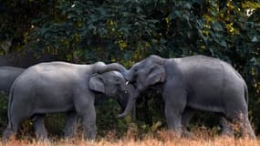India has nearly 30,000 elephants and Assam is home to its largest population of the Asian variety, an endangered species