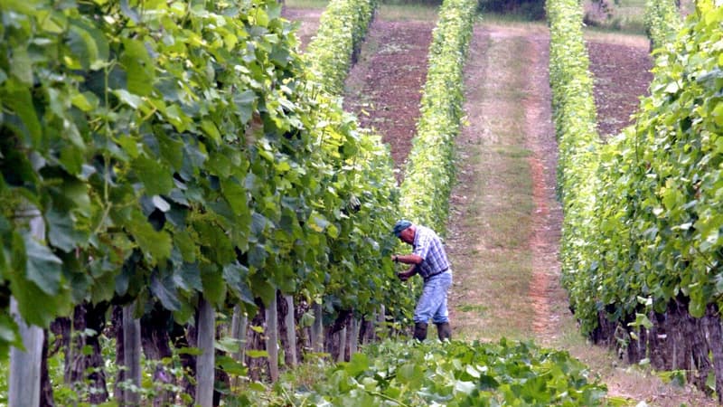 L'Europe va soutenir les viticulteurs français: l'UE débloque 40 milliards pour aider la filière à convertir les excédants de vin en alcool industriel