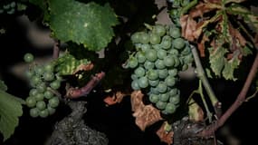 Un vignoble de Pessac-Léognan du Château Picque Caillou, le 2 août 2022 à Mérignac près de Bordeaux