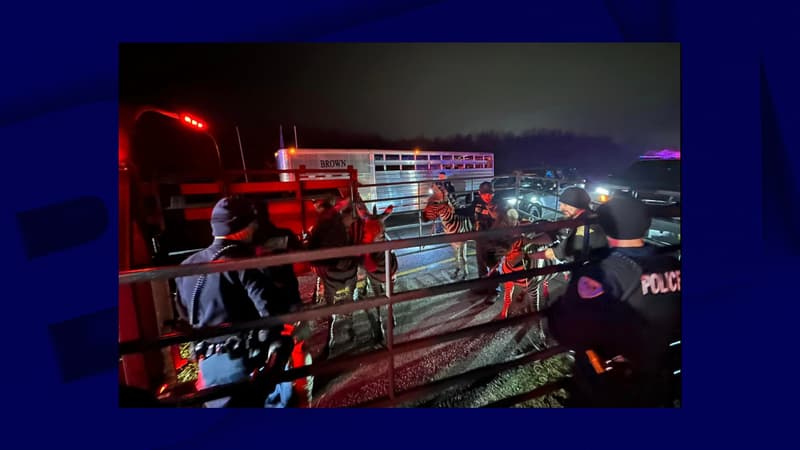 Cinq zèbres, quatre dromadaires... La police de l'Indiana sauve des animaux de cirque coincés dans un camion en feu