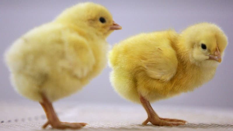 Photo d'illustration - Poussins