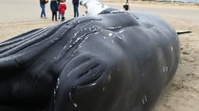 Une baleine échouée à Calais (illustration)