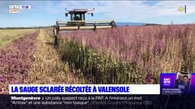 Valensole: les récoltes de la sauge sclarée ont commencé 