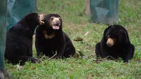 Trois ours malais jouant dans un enclos semi-naturel d'un refuge vietnamien, le 5 novembre 2014 à Tam Dao. (Photo d'illustration)